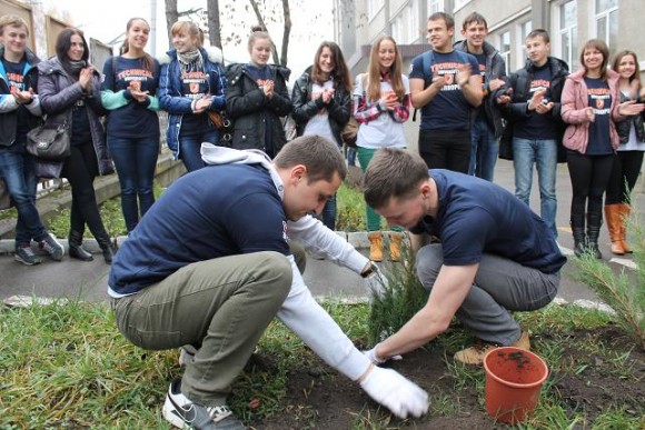Посадка казацкого можжевельника